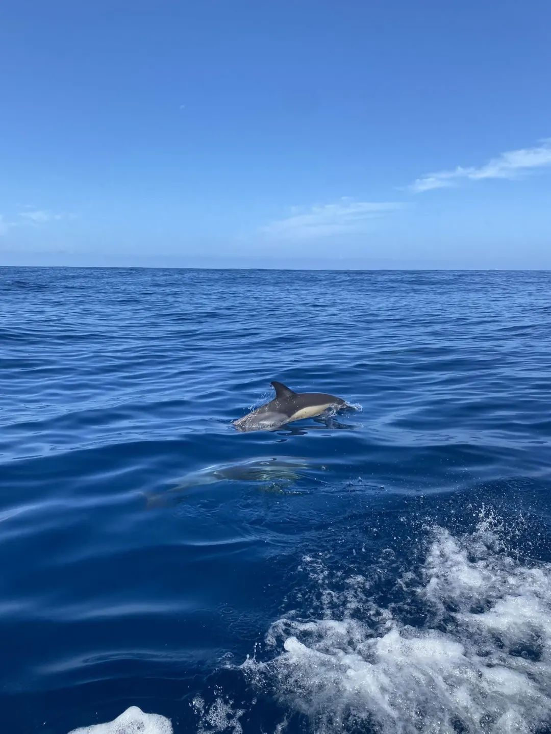 @江江：在大西洋看海豚
